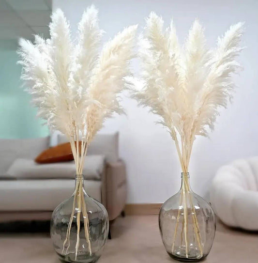 15pcs Dried pampas grass